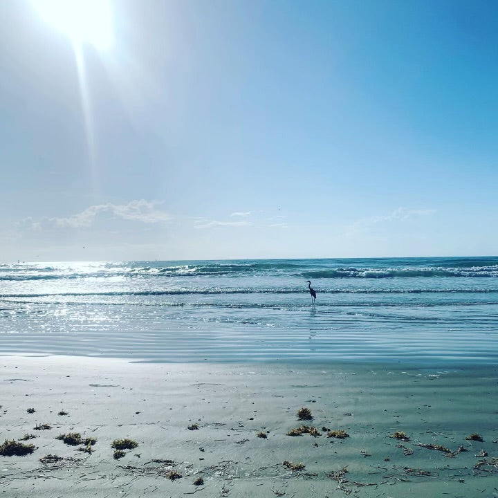 An image of a beach with a bird standing in the waves.